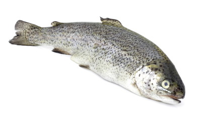 Pstrąg