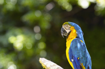 ルリコンゴウインコ