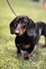 Black and tan dachshund dog on exhibition on a leash