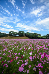 コスモス畑＠佐世保市展海峰