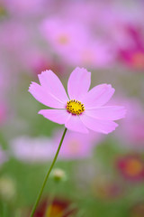 Obraz premium コスモスの花