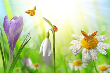 Spring flower Crocus, Daisy and Snowdrop with butterflies on natural blurred background