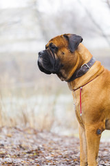 English Mastiff dog breed