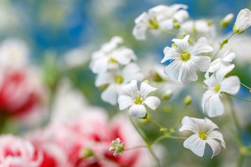 Fototapeta premium カーネーションの花