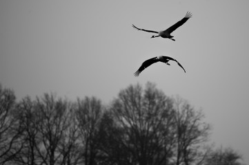 Zwei fliegende Kraniche in schwarz-weiß