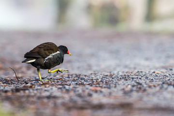 moorhen on the path