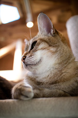 猫のポートレート