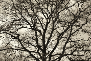 beautiful oak against the sky. Silhouette dry tree