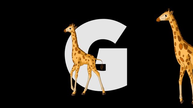 Letter G and Giraffe (foreground)
Animated animal alphabet. HD footage with alpha channel. Animal in a foreground of letter.