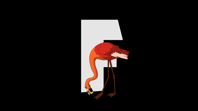 Letter F and Flamingo (foreground)
Animated animal alphabet. HD footage with alpha channel. Animal in a foreground of letter.