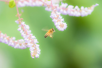 メイフラワーとミツバチ
