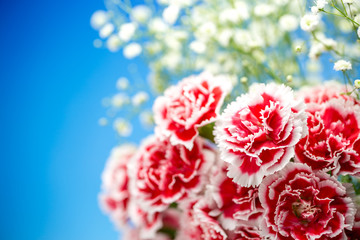 カーネーション