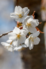 桜の花