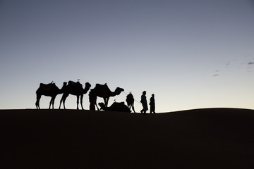 silhouette of camels and camel drivers in the desert of Merzouga at sunset
