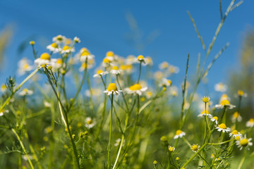 Fototapeta premium Medical daisy