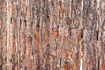 Tree bark texture wallpaper