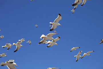 large flocks of Yellow-legged gull, Larus michahellis, Essaouira, Morocco