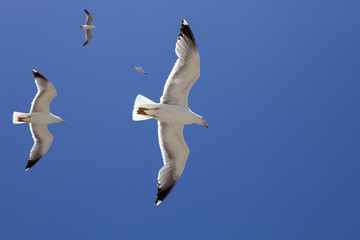 large flocks of Yellow-legged gull, Larus michahellis, Essaouira, Morocco