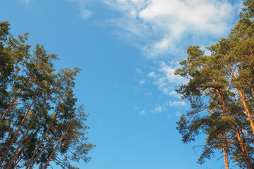 Green branches of a pine with young cones against the blue sky