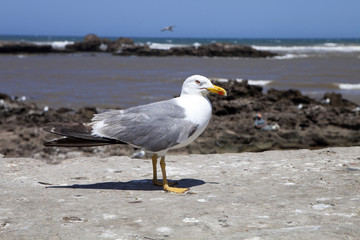 large flocks of Yellow-legged gull, Larus michahellis, Essaouira, Morocco
