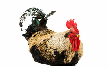 Rooster isolated
