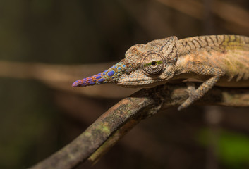Colorful chameleon of Madagascar