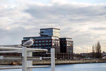 Möwe sitzt auf einem Geländer am Kieler Hafen