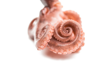 Octopus isolated