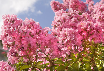Obraz premium Japanese lilac