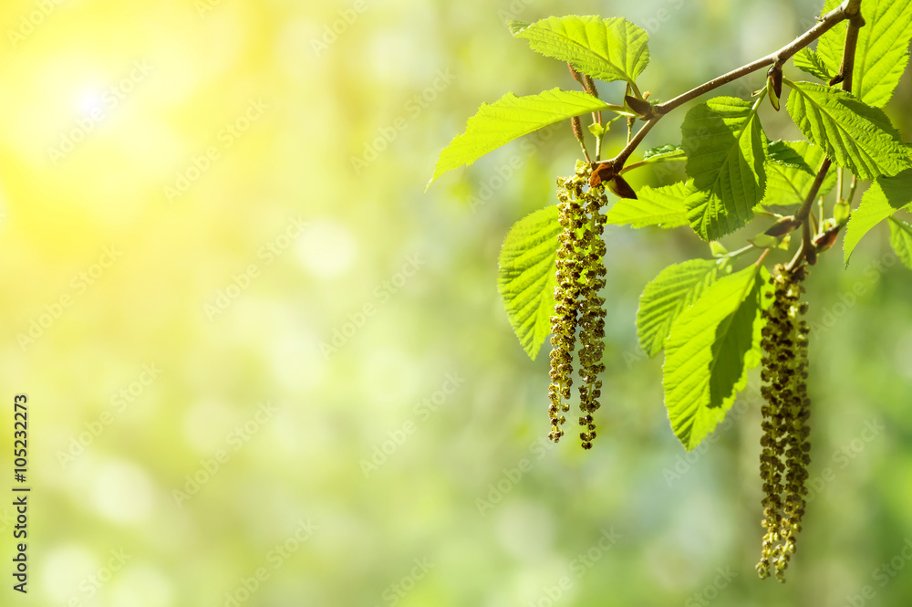 Wall mural spring background with branch with catkins of alder