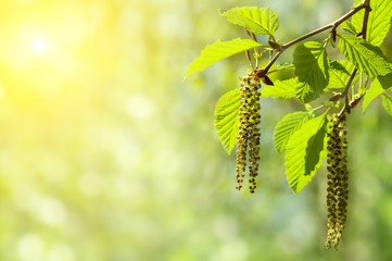 Spring background with branch with catkins of alder