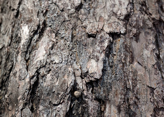 Burnt wooden texture or background