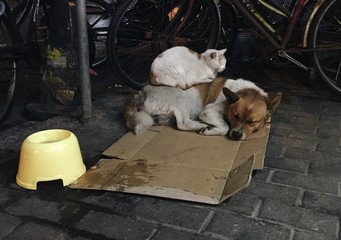 Homeless Cat Laying on Dog, Keeping Warm Together