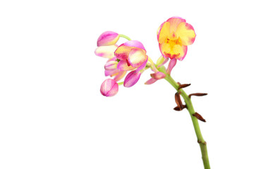 Fototapeta na wymiar Pink ground orchid isolated on white