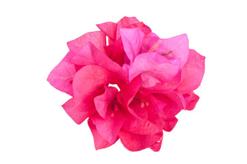 Red flowers isolated on white