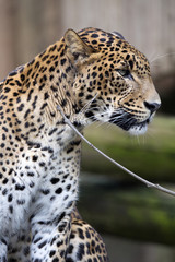 portrait of a male Sri Lanka Leopard, Panthera pardus kotiya