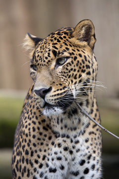 portrait of a male Sri Lanka Leopard, Panthera pardus kotiya