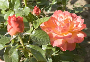 One orange rose