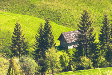 Carpathian mountain firs