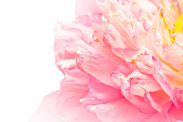 Obraz na płótnie Canvas Lotus petals