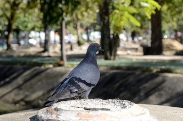 Bangkok Strassenszenen