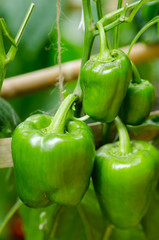 Green bell pepper in the farm