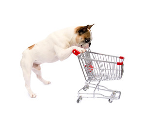 Kleine Bulldogge mit Einkaufswagen