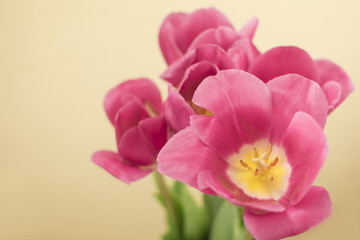 close-up of red tulips on colored background