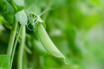Young green pea on plant