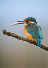 Common kingfisher perching on the branch with fish in the beak,  clean blue background, Hungary, Europe