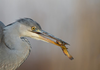Young grey heron fishing in the pond closeup, with cattle fish, clean background, Hungary, Europe