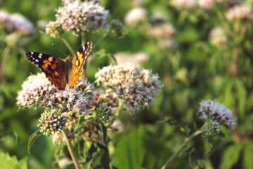 Orange butterfly on the flower