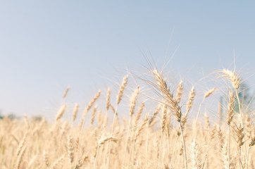 Wheat field on blue sky