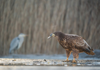 Young white tailed eagle with cattle fish in beak, breathing vapours around his head, and silhouetee of grey heron in clean background, Hungary, Europe
